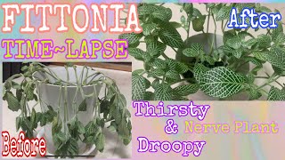 TIMELAPSE Fittonia “ Nerve Plant  植物  Rissing Reviving Fittonia  Care Tips for Fittonia  Be ben [upl. by Picco]