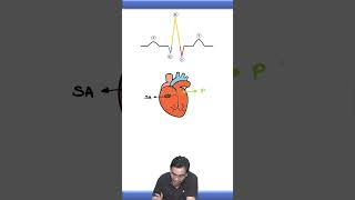 Electrocardiogram  P wave  QRS Complex  T Wave  csirnet csirnetlifesciences thenileshsoni [upl. by Sanferd]