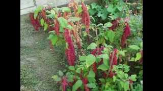 Amaranthus caudatus Loves Lies Bleeding time lapse [upl. by Kata]