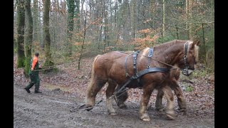 Holzrücken mit Kaltblütern Wintertreffen in Burg Dithmarschen [upl. by Ecneitap466]