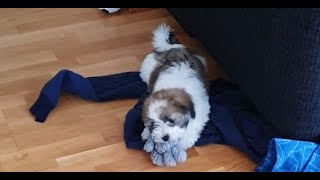 Super cute havanese puppy is so playful 🤣🤣 ❤❤ 10 weeks old [upl. by Finny]