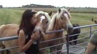 haflinger feeding time [upl. by Catton]