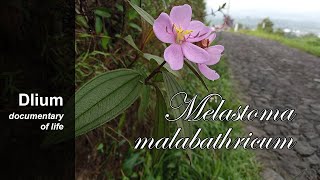 Malabar melastome Melastoma malabathricum  part 2 [upl. by Mcferren560]