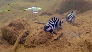 The convict a cichlid with many namesAmatitlania nigrofasciata Amatitlania siquia Amatitlania kanna [upl. by Draillih]