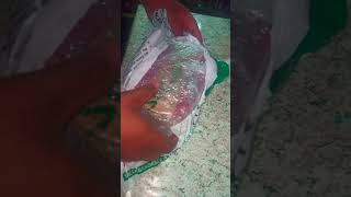 unboxing my quality betta fish from misamis [upl. by Alyel]