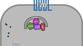 The Wnt pathway in a normal and in a tumour cell [upl. by Maro]