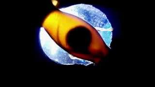 Catshark embryo developing inside egg case mermaids purse [upl. by Donaugh833]