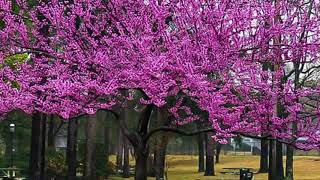 Eastern Redbud [upl. by Burnaby28]