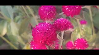 kembang dahlia White Zinnia Globe amaranth Balloon milkweed Hydrangea macrophylla flowers [upl. by Eded]