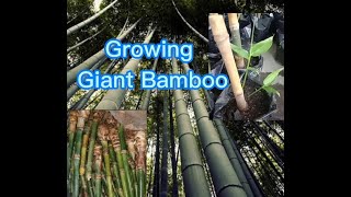 Growing giant bamboo  Dendrocalamus giganteus [upl. by Prakash496]