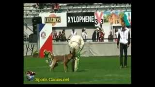 Gavroche du Banc des Hermelles  Jimmy Calvez  Brive 2014 [upl. by Noyart]