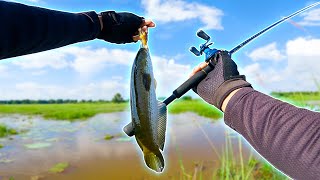 Amazing Technique Striped Snakehead Fishing Using Frog With Baitcasting [upl. by Littlejohn711]