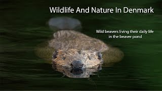 Daily life in the beaver pond [upl. by Fields]