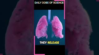 How does the Respiratory System Work  Daily Dose of Science [upl. by Auhso831]