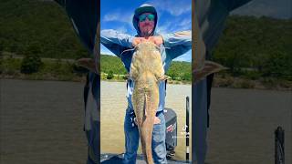 Lake Monster Eufaula Ok fishboyaz fishingvideo catfishing bassfishinglife wtfmoment [upl. by Ani61]