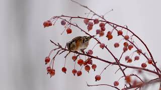 燕雀 Brambling [upl. by Rosalinde50]