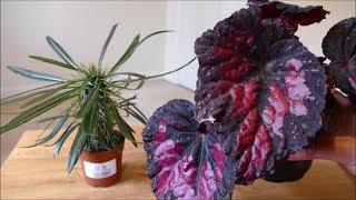 New Black And Red Begonia Plant And Pachypodium [upl. by Ativak49]