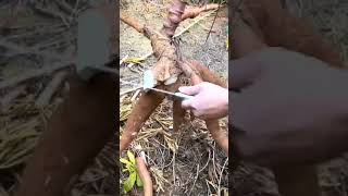 Plant Root Trimming Expertise 🌱 GardeningTips PlantCare [upl. by Harland]