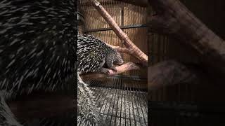 WelcomeEmmylou Harris prehensile tailed porcupine ￼ [upl. by Lamar]