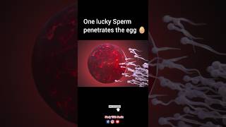 quotUnveiling the Beginning The Epic Race of One Sperm to the Eggquot shorts sperm viral trending [upl. by Nirhtak]