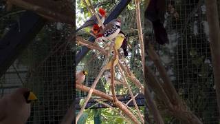 Pin tailed whydah cardinal and finches  aviary birds [upl. by Hildagarde151]