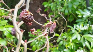 Contorted Hazels Pretty and Productive Nut Trees [upl. by Htennaj]