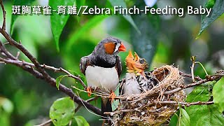 斑胸草雀珍珠鳥Zebra Finch [upl. by Laufer]