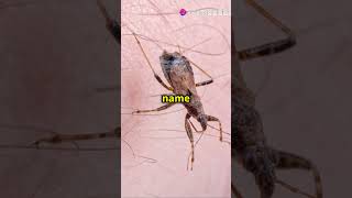 Top 5 Most Dangerous Insects 🐜 shorts like insects [upl. by Leda834]