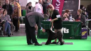 Kerry Blue Terriers on Crufts 2014 [upl. by Fezoj996]