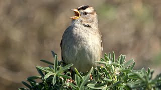 Juvenile whitecrowned sparrow sings on lupine shrub [upl. by Marion251]