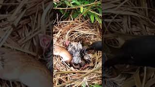 Greater coucal bird tries to bite a mouse in the nest [upl. by Terrell]