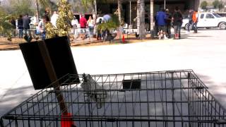 Gamefowl show Riverside california [upl. by Cook]