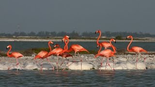 Flamingos arrive in Rio LagartosYucatan for mating and nesting Join Rio Lagartos Adventures [upl. by Ralli528]