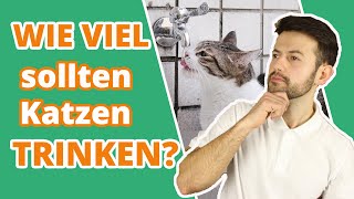 Warum trinkt meine Katze plötzlich so viel Wasser  Mögliche Ursachen [upl. by Mannuela293]