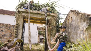 HORRIFIED to discover a giant python while cleaning cactus bushes high aboveHow to handle python [upl. by Ardeen]