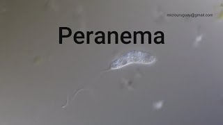 Peranema [upl. by Lezlie]