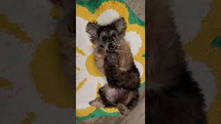 Maltipoo Puppi ￼puppy shortsfeed youtubeshort dog [upl. by Ynohtna]