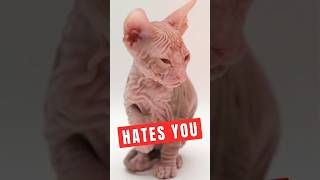 5 Signs That Your Cat Hates You [upl. by Pump]