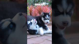 Husky puppies looking for new home shorts trending husky dogs [upl. by Lundquist888]