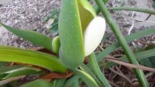 Philodendron Selloum Spathe [upl. by Ariane]