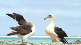 Dancing Laysan Albatrosses [upl. by Durkee]