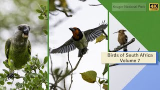 Birds of South Africa  Kruger National Park  Volume 7 [upl. by Drareg]