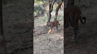 Ranthambore National Park ranthamborenationalpark wildlife travel ranthamboretigerreserve [upl. by Sucerdor]