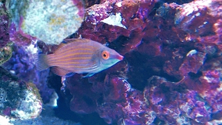 Cryptic Wrasse Pink Streaked Wrasse [upl. by Ajup]