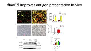 DiaBZl stimulates NYESO1 antigen expression invivo Code 706 [upl. by Giraud]