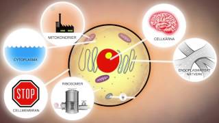 Celler och levande organismer NO [upl. by Tana]