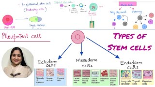 Types of stem cells Totipotent vs pluripotent vs multi potent vs oligopotent vs unipotent [upl. by Nomi]