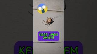 Those HUGE spiders 🕷🕷🕷 Keep them AWAY ❌️❌️ 😱😱 arachnophobia scary spider [upl. by Saerdna]