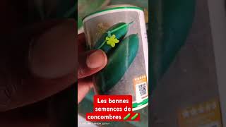 Les bonnes semences de concombre 🥒🥒🥒 [upl. by Humbert]