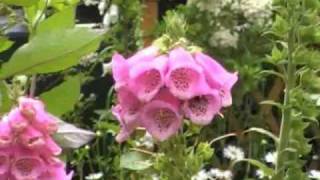 The Digitalis genus foxgloves [upl. by Clarette]